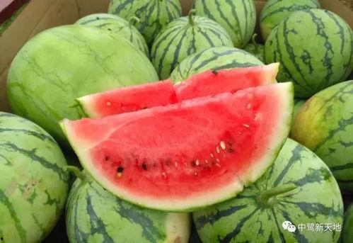 地瓜今日更新吃瓜视频,揭秘娱乐圈幕后故事